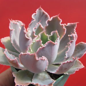 Echeveria   Neon  Breakers