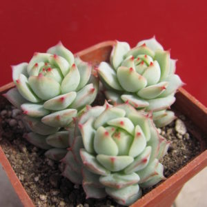 Echeveria   derenbergii    3 разом