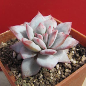Echeveria    Blue  Bird  variegata