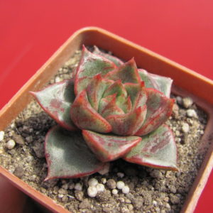 Echeveria  hybr.