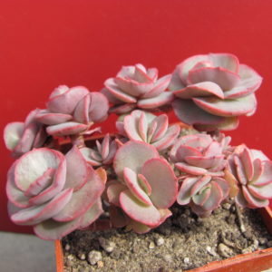 Echeveria  Suyon