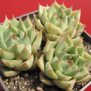 Echeveria    Fabiola   3 разом