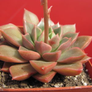 Echeveria   hybr.