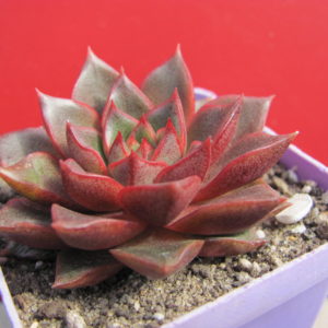Echeveria   purpusorum   Red