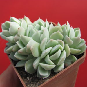 Echeveria   amoena    cristata