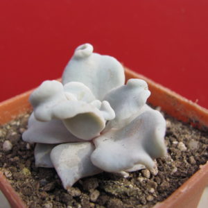 Echeveria   Crispate  Beauty