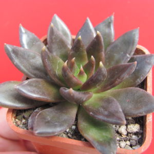 Echeveria  Black Prince