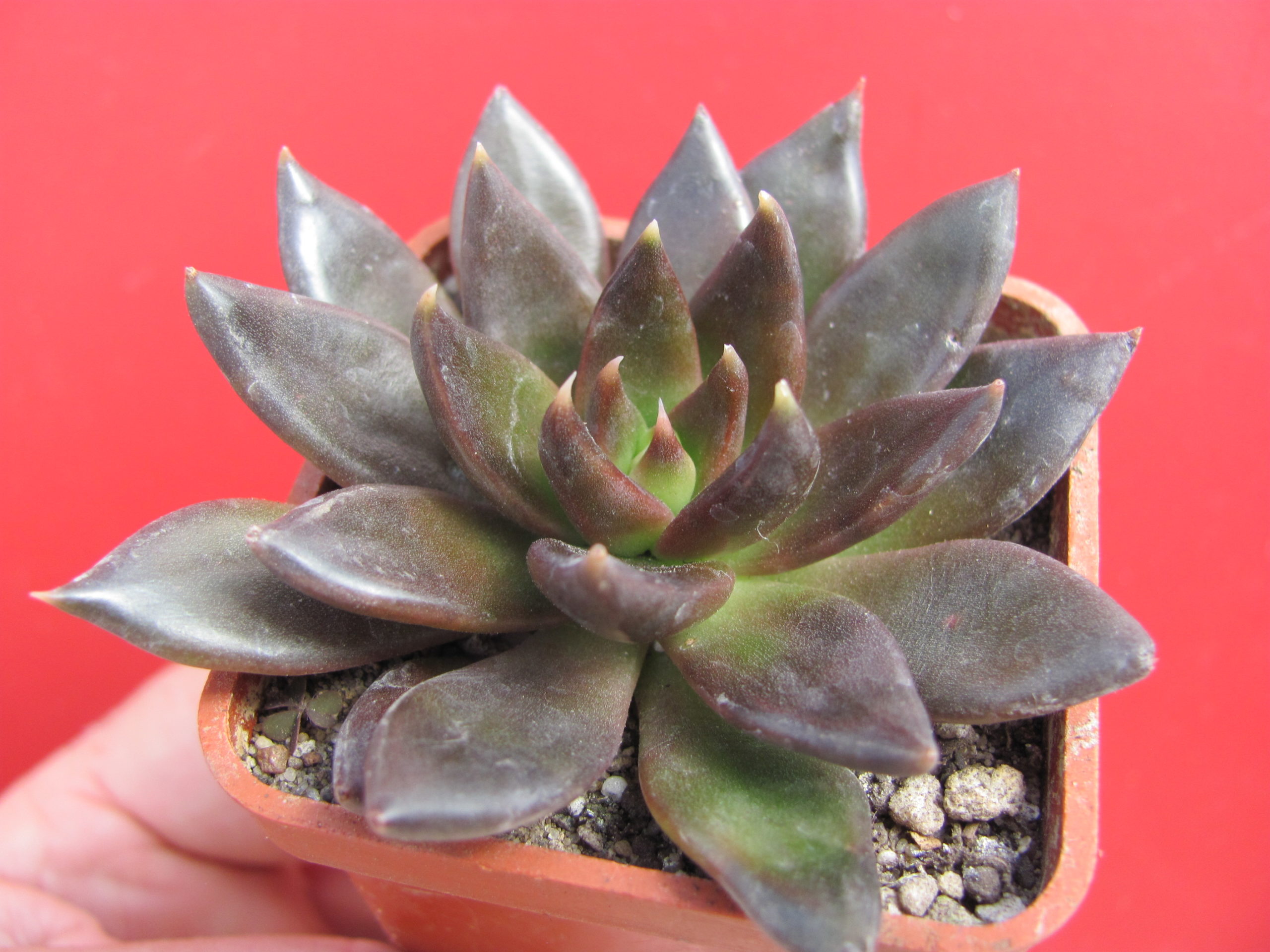 Echeveria Black Prince