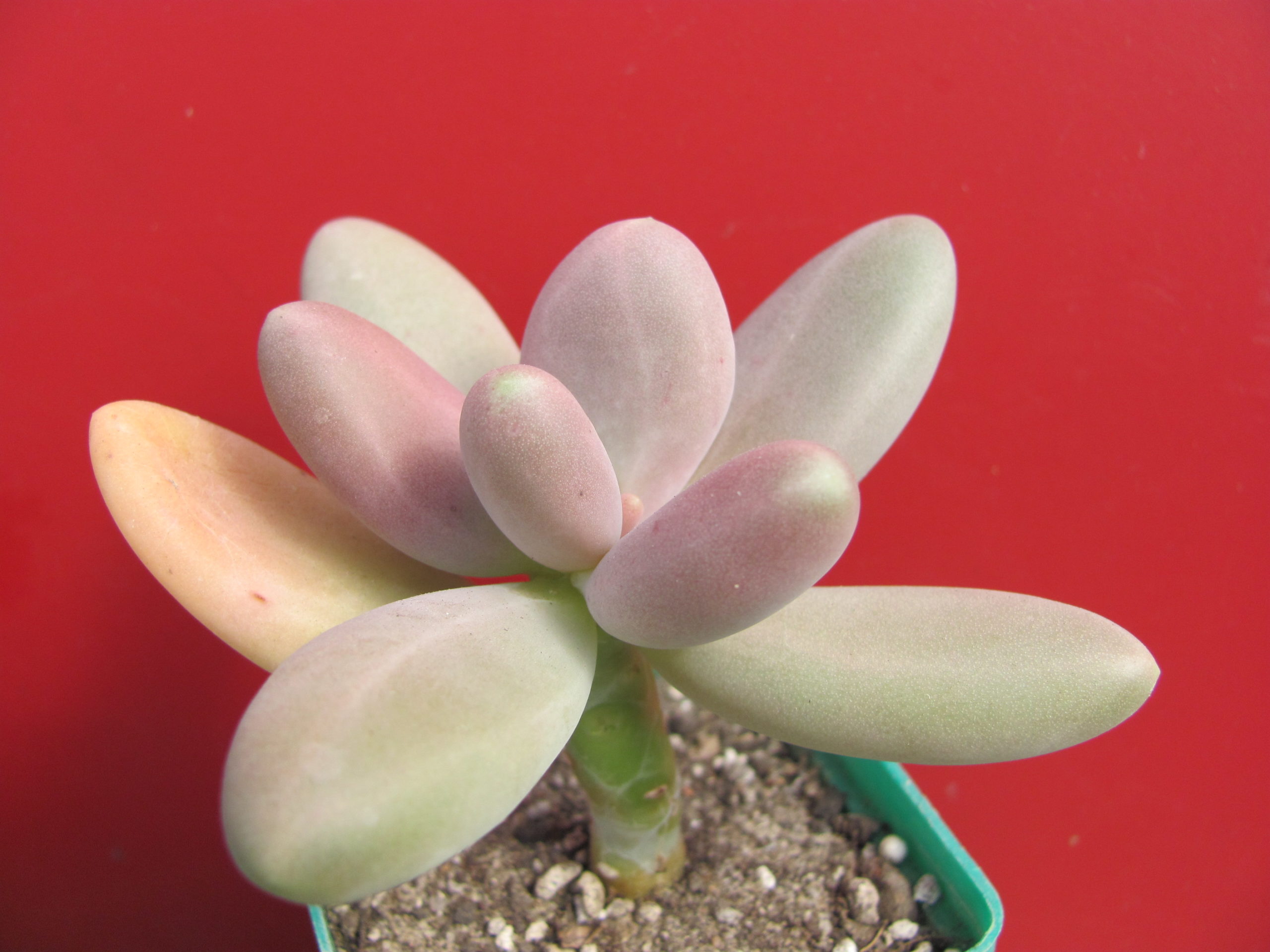 Pachyphytum   *Captain  Jessop*