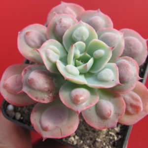 Echeveria   Raindrops