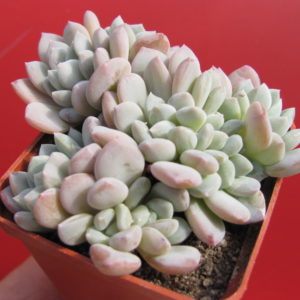 Echeveria  glauca cristata