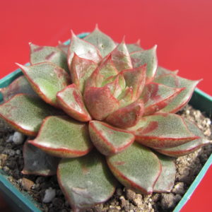 Echeveria  hybr.