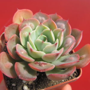 Echeveria  Raindrops