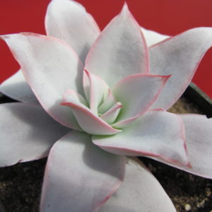 Echeveria   Cante