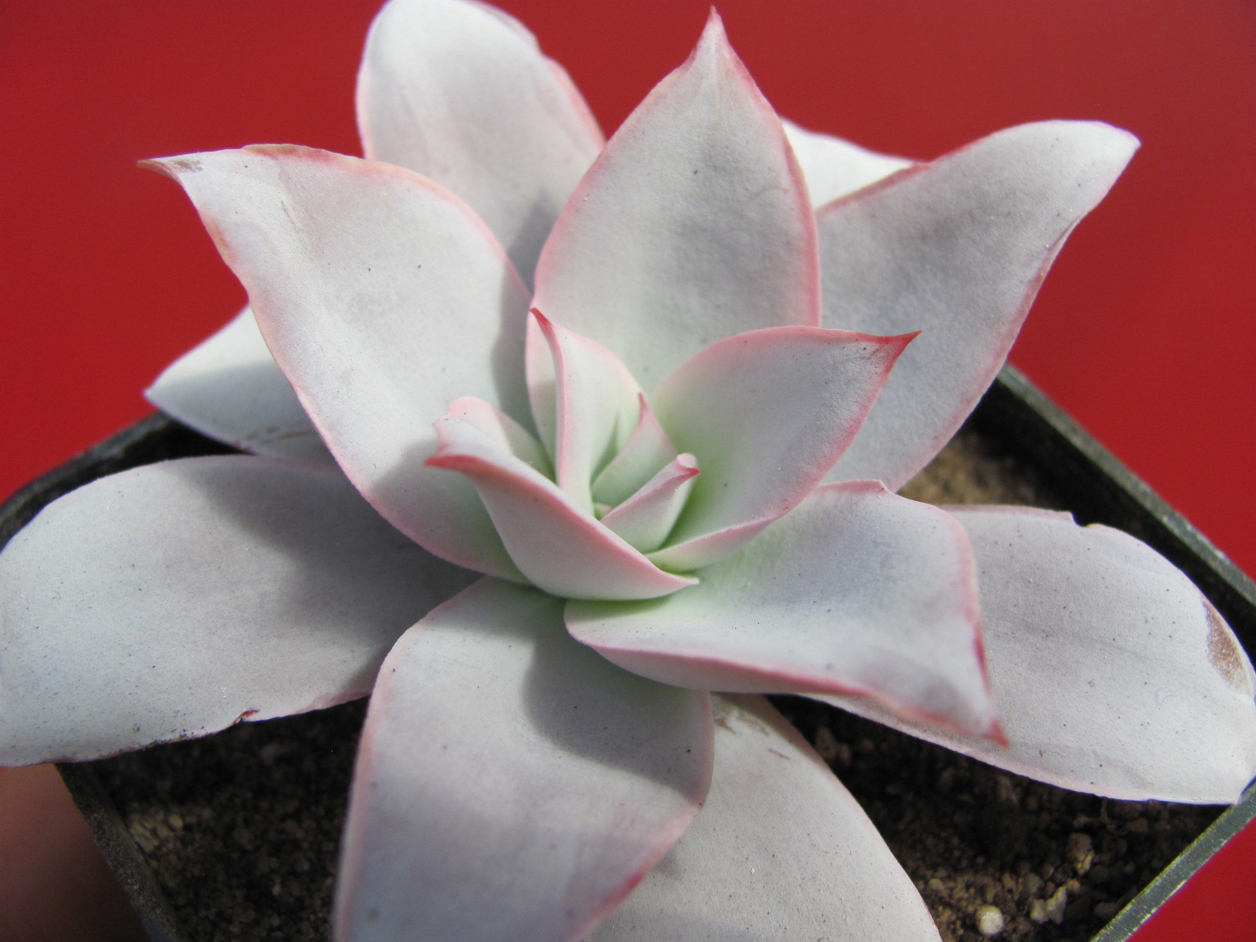 Echeveria   Cante