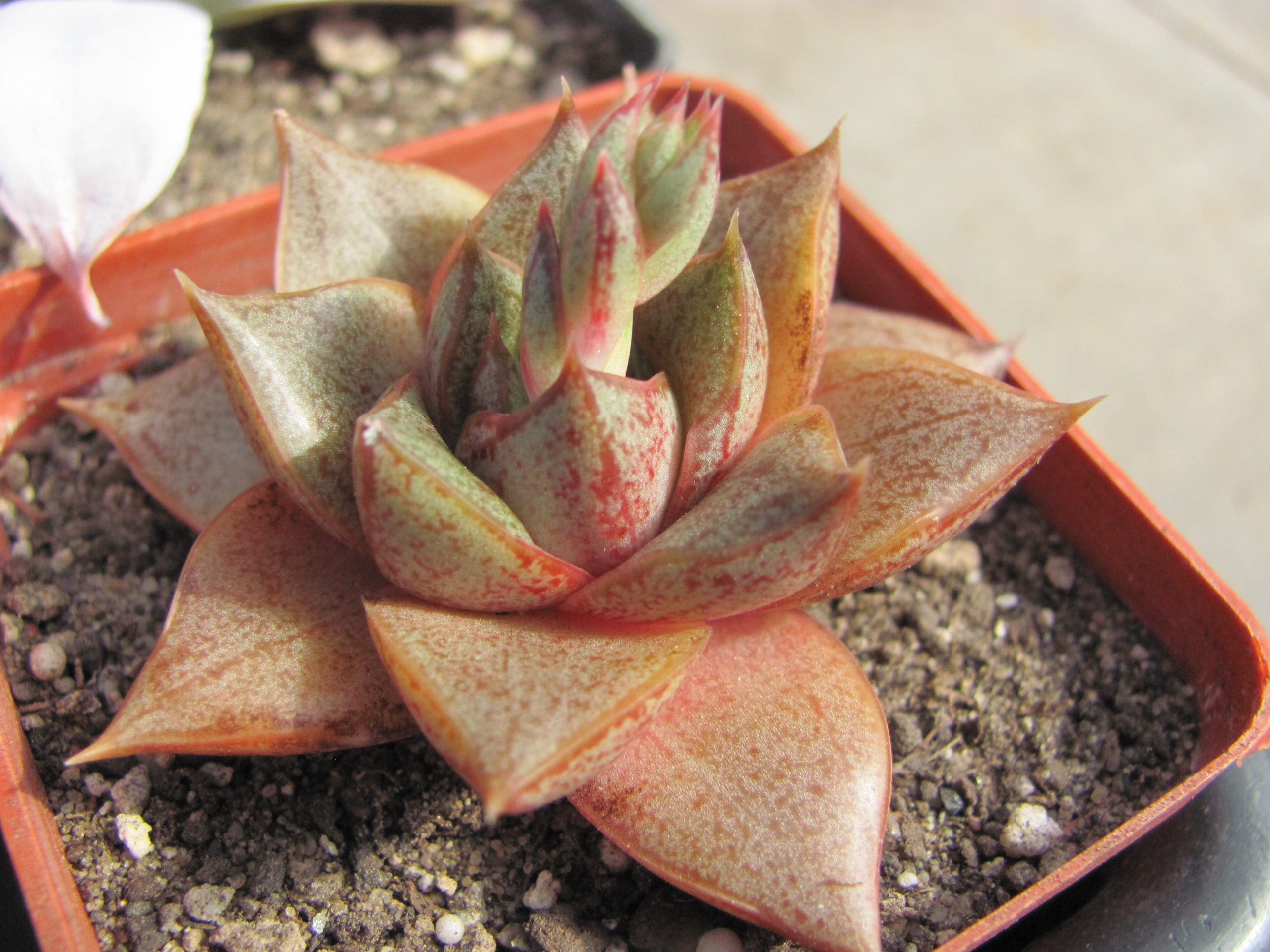 Echeveria    purpusorum   *White form*