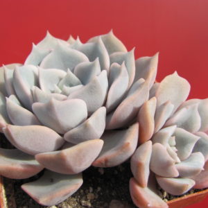 Echeveria   hybr.
