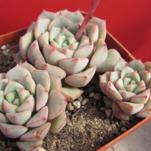Echeveria  Panda Face