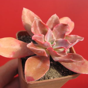 Echeveria   * Golden  Towers*