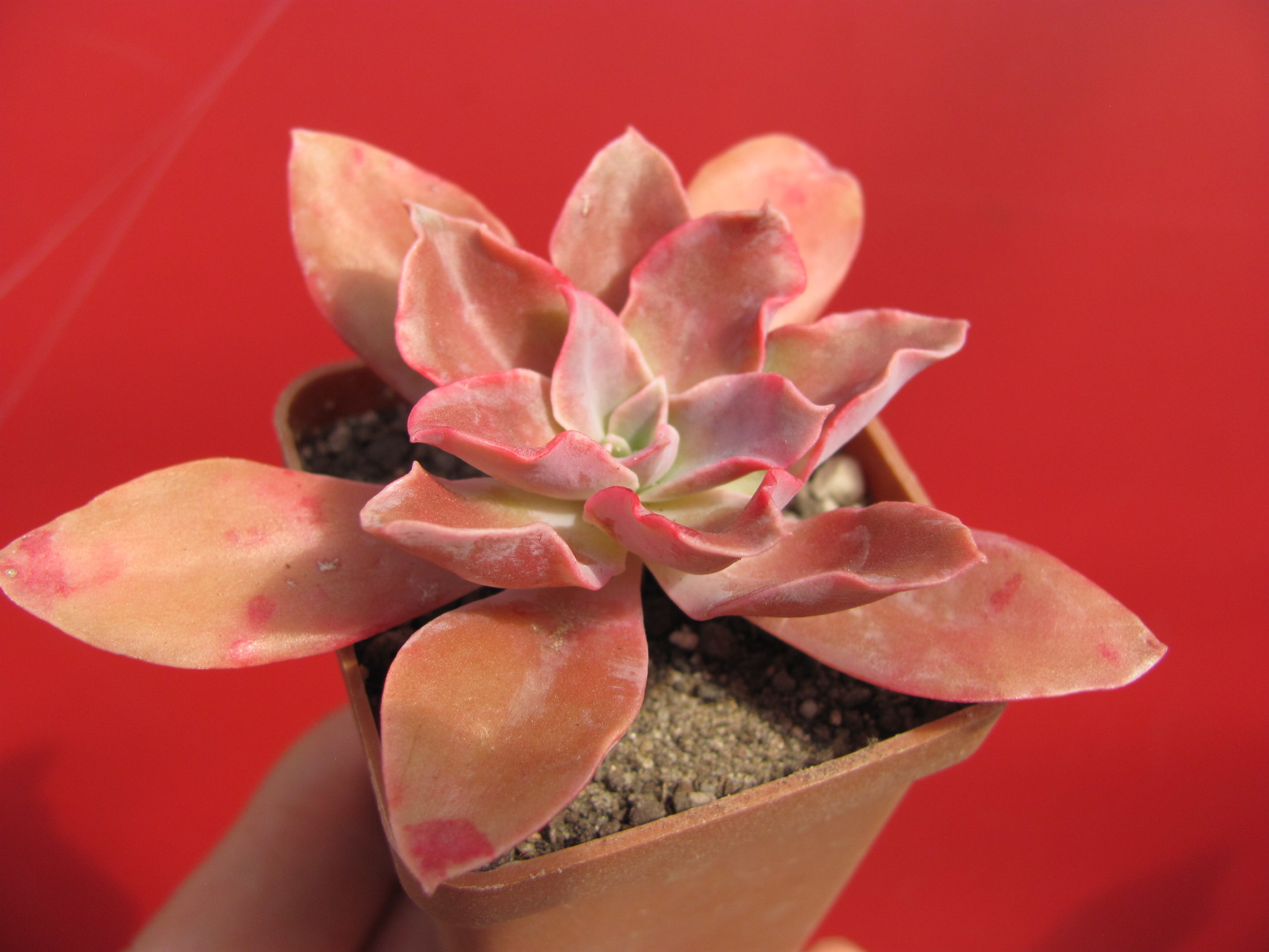 IMG_0625