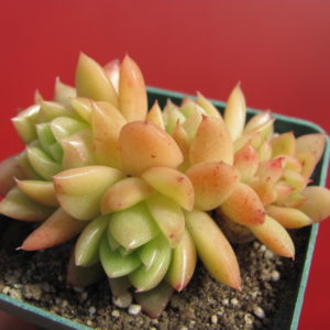 Echeveria   Gilva