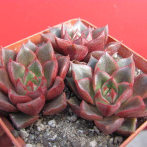 Echeveria   purpusorum   Red   3 разом