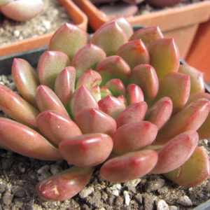 Echeveria    Bashful