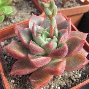 Echeveria   hybr.