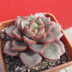 Echeveria hybr.