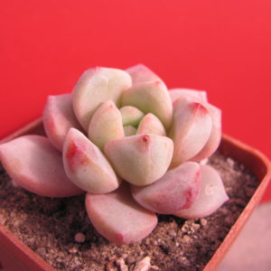 Echeveria     hybr.