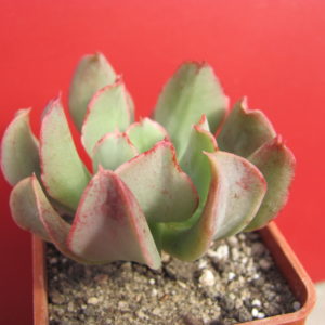 Echeveria  *Dark Vader*