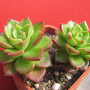 Echeveria   Letizia