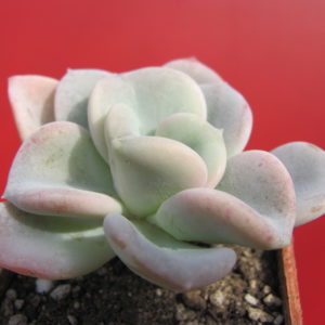 Echeveria  Orpet