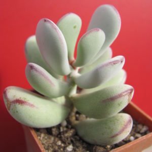 Cotyledon    orbiculata  Oophylla