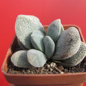 Crassula tecta