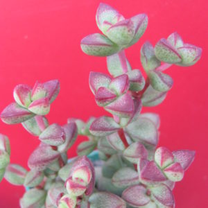 Crassula   laginosa