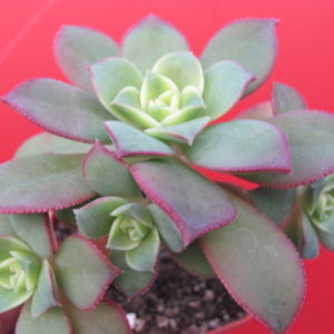 Aeonium Kiwi
