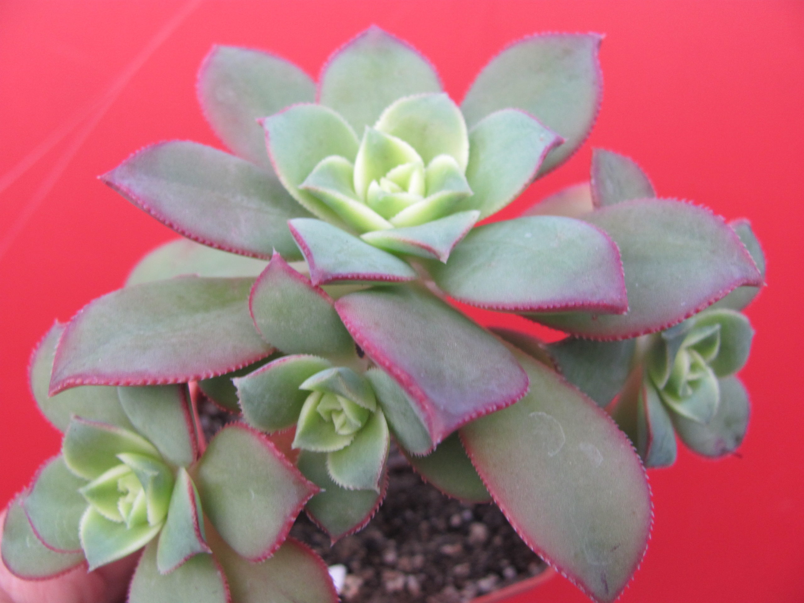 Aeonium Kiwi
