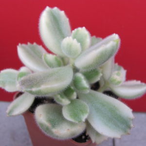 Cotyledon tomentosa  variegata