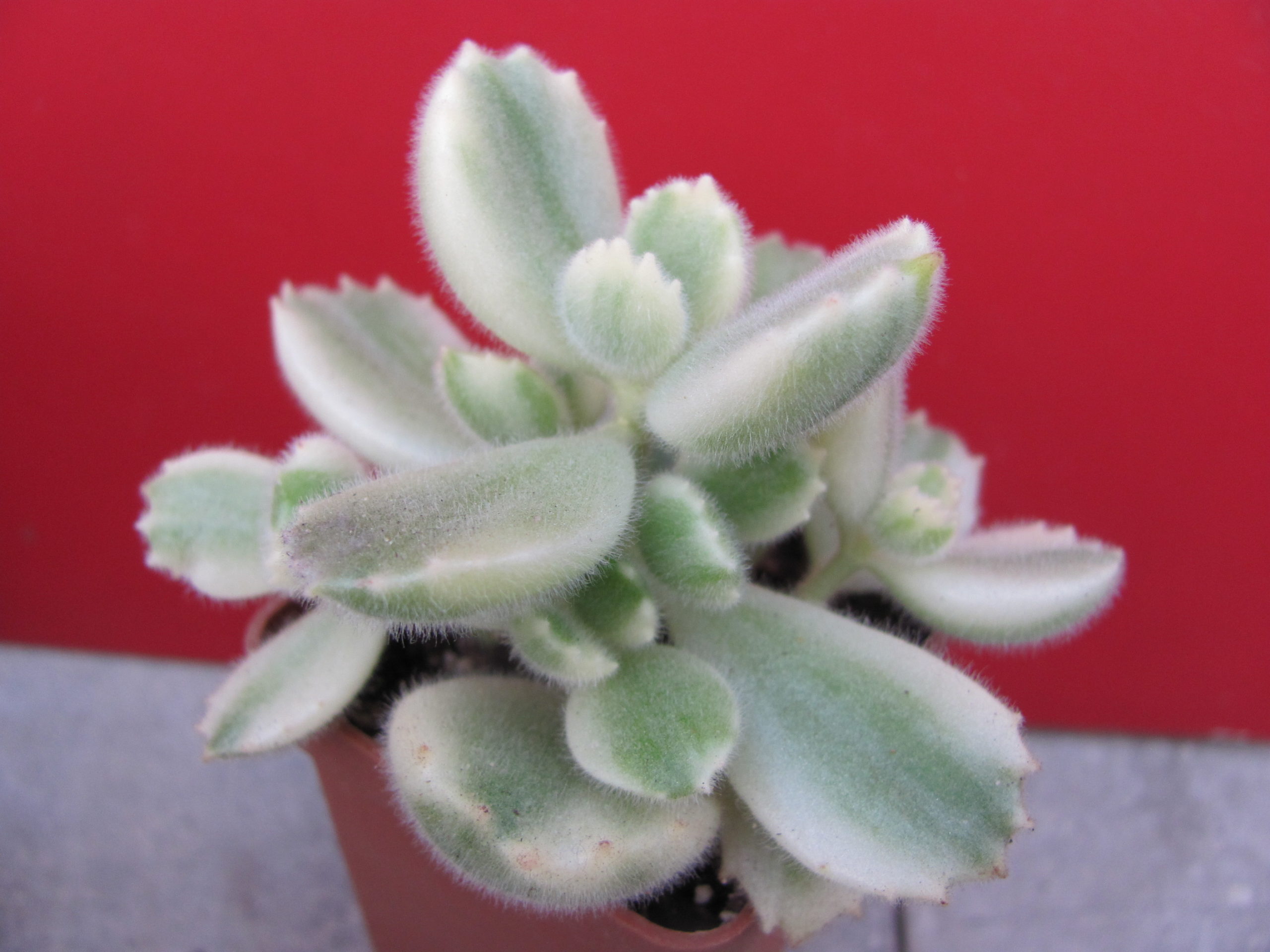 Cotyledon tomentosa  variegata
