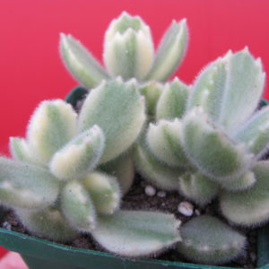 Cotyledon    tomentosa variegata  3 разом