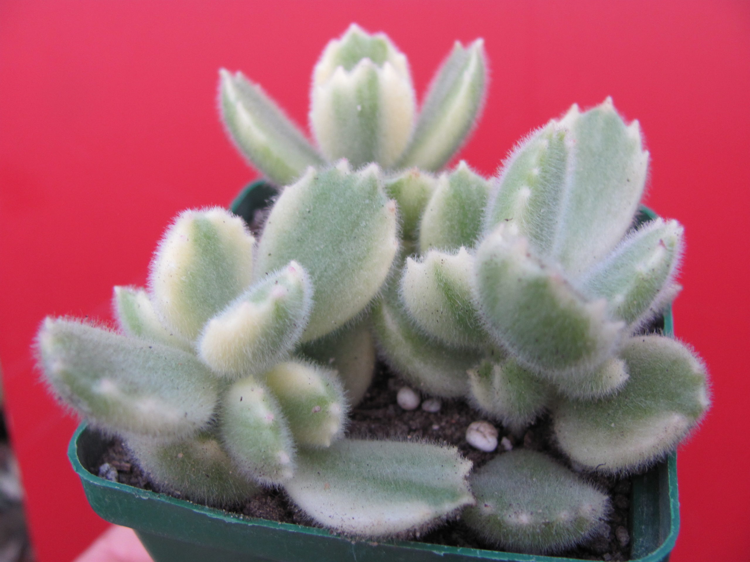 Cotyledon    tomentosa variegata  3 разом