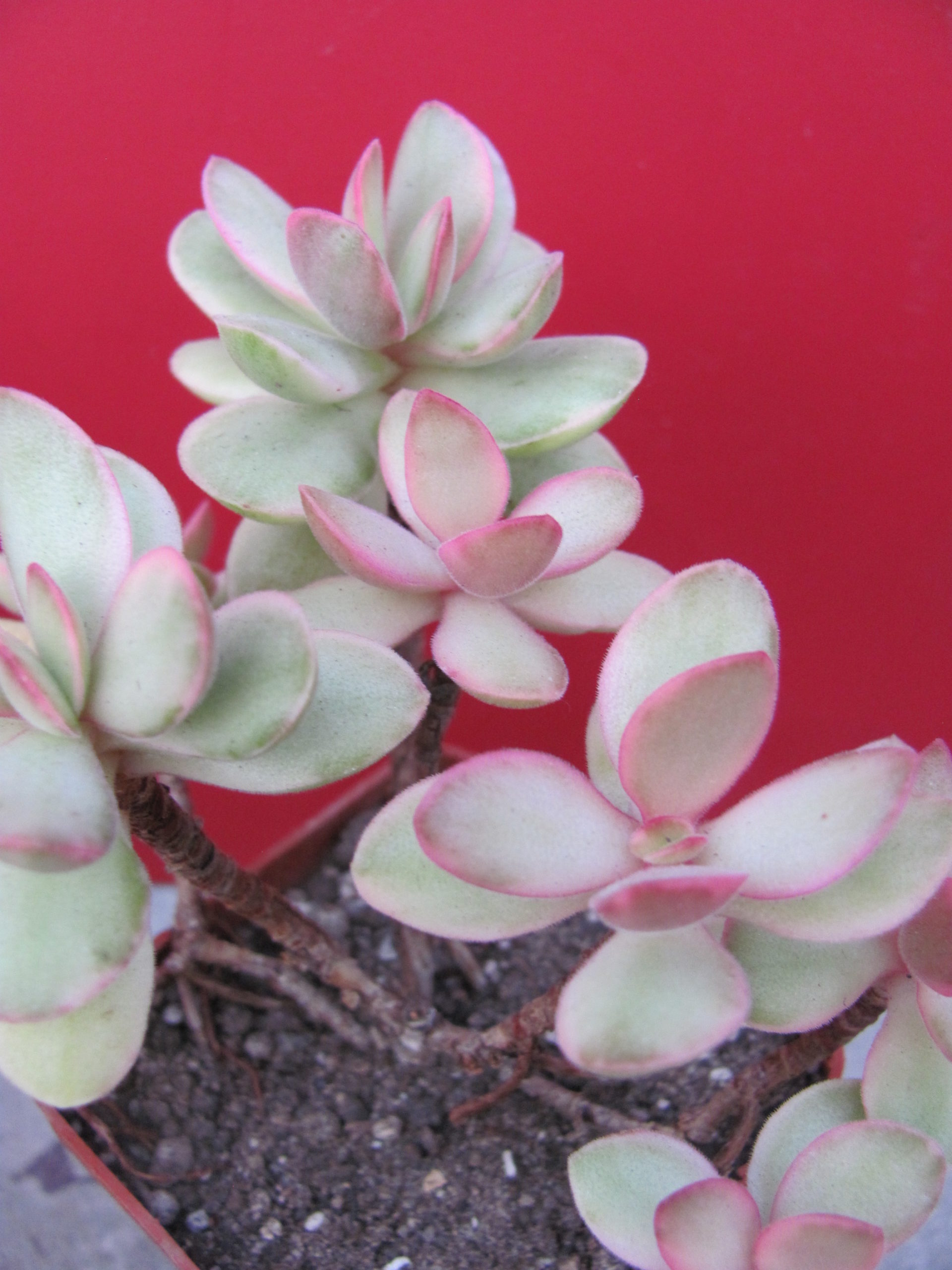 IMG_0748