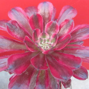 Aeonium  Mardi  Gras