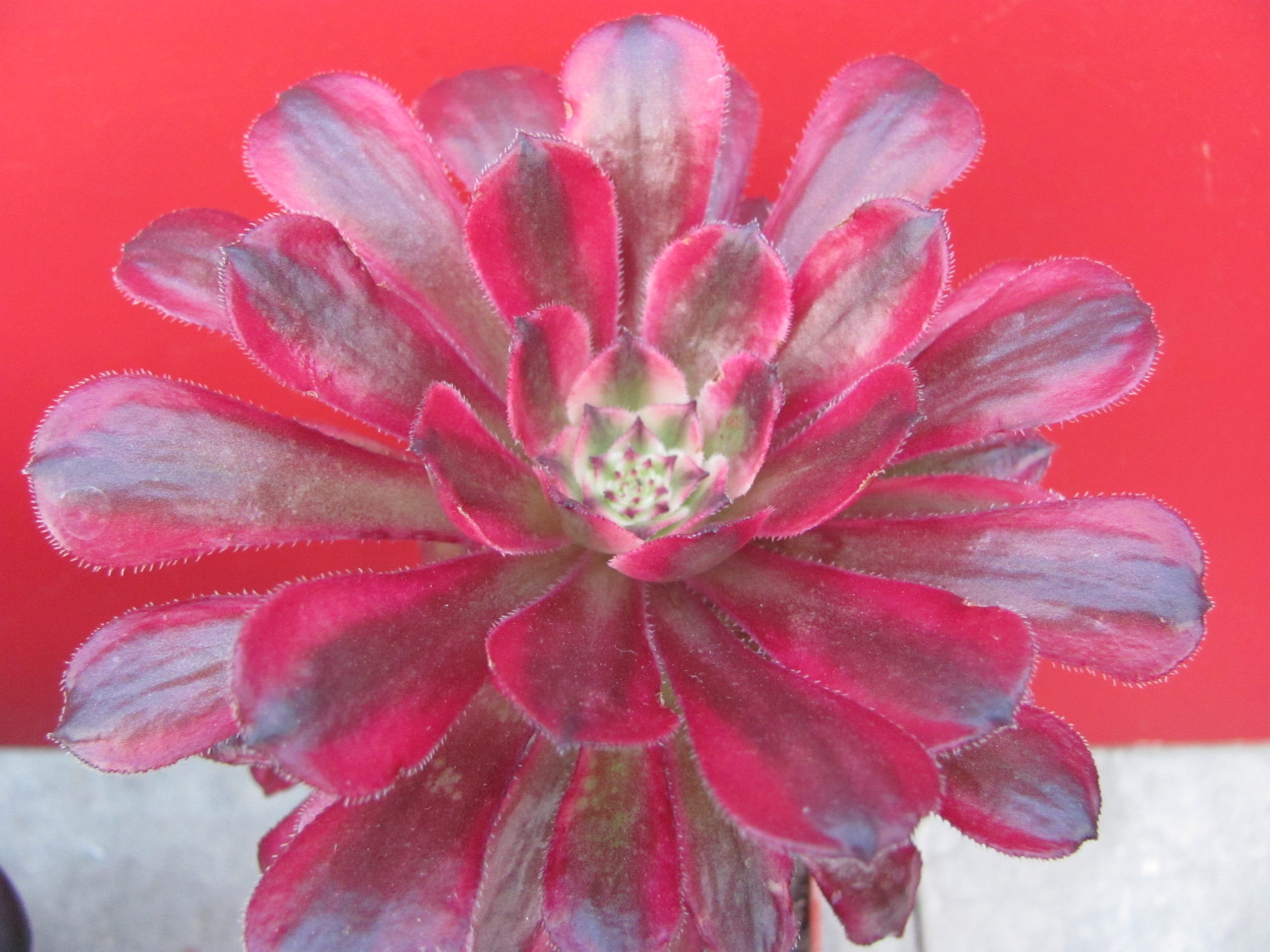 Aeonium  Mardi  Gras