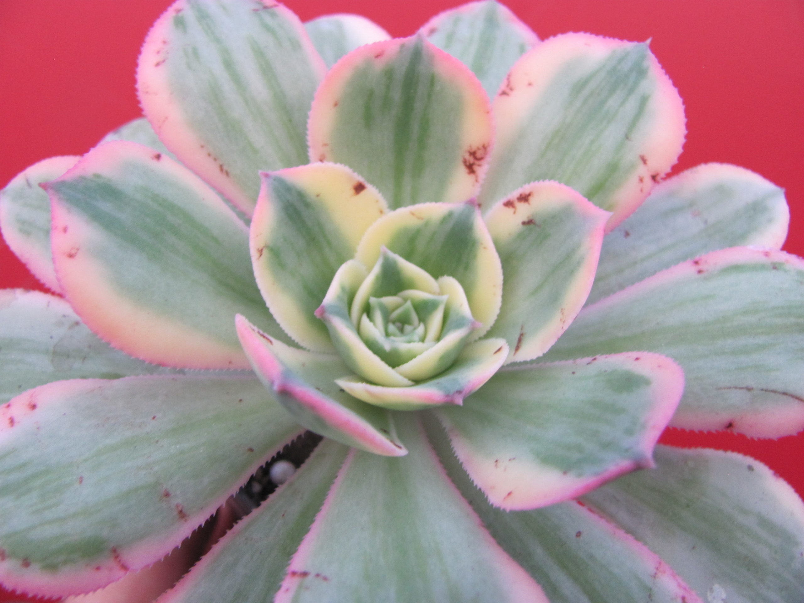 Aeonium  Sunburst  variegata