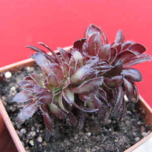 Aeonium cristata