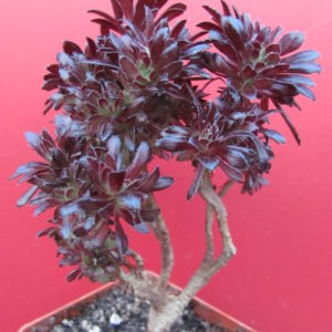 Aeonium  cristata