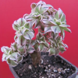 Aeonium   Sunburst  cristata variegata
