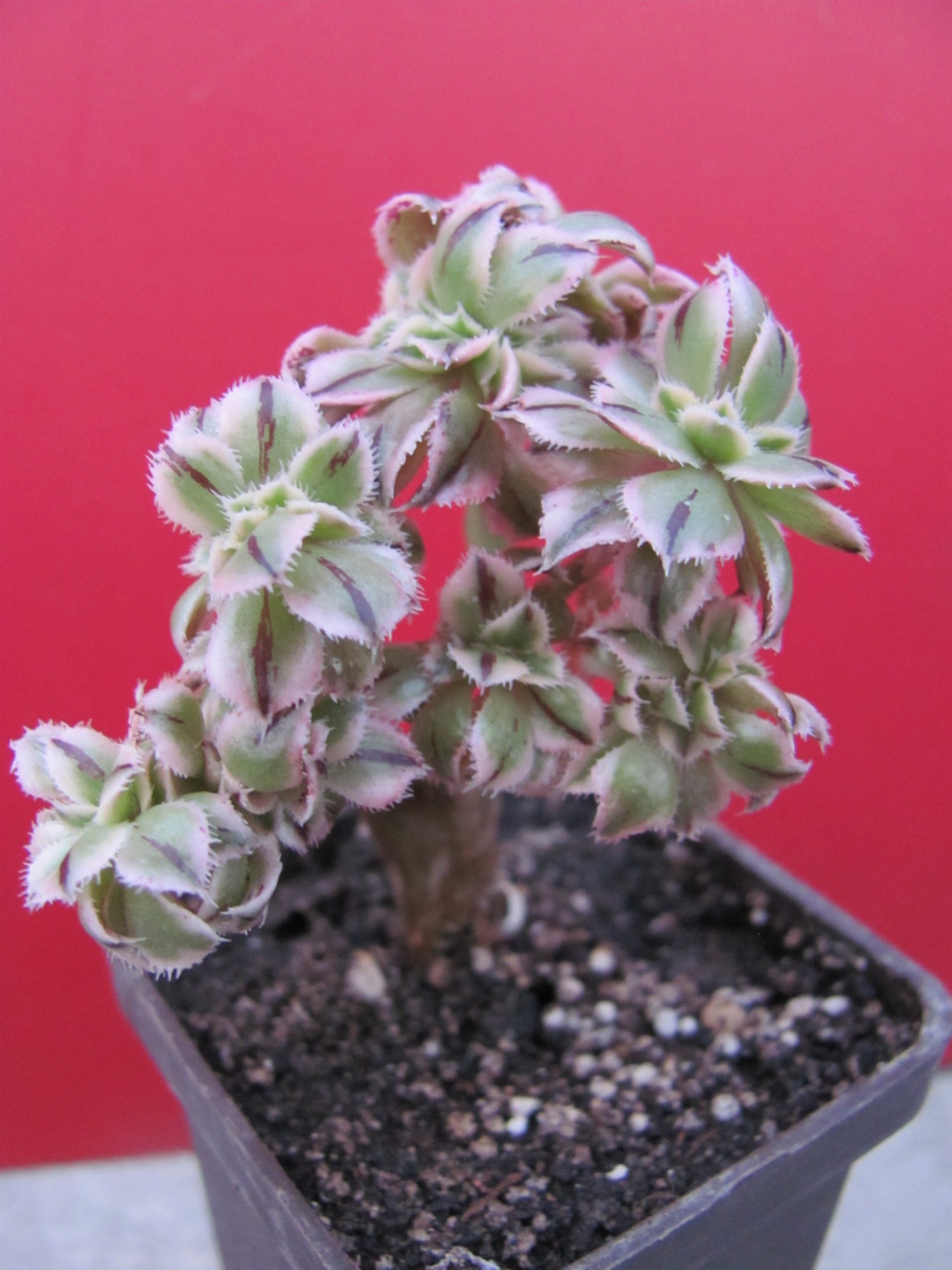 Aeonium   Sunburst  cristata variegata